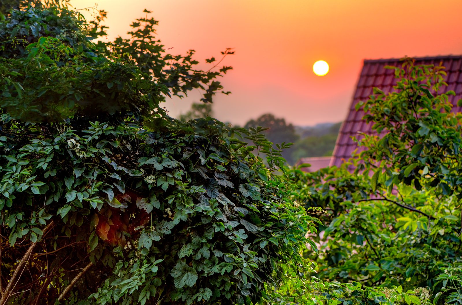 Sonnenuntergang über Gärten und rotem Ziegeldach in Havelberg