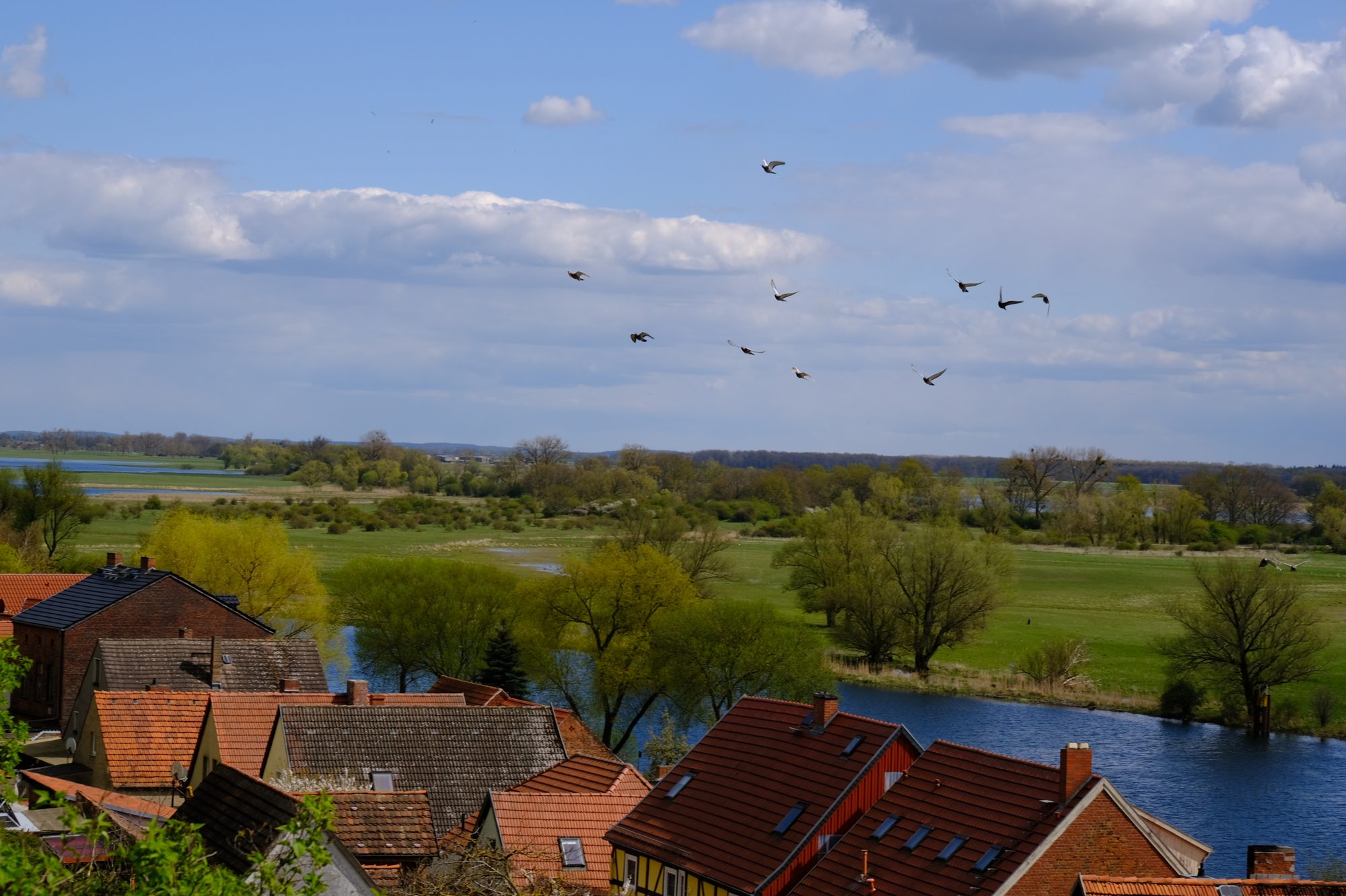 Blick über die roten Ziegeldächer von Havelberg auf die Havel, weite Flusswiesen und einen Schwarm fliegender Vögel